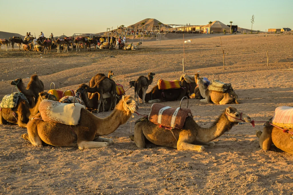 zagora desert excursions